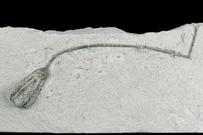 Crinoid (Histocrinus) Fossil - Crawfordsville, Indiana #130167